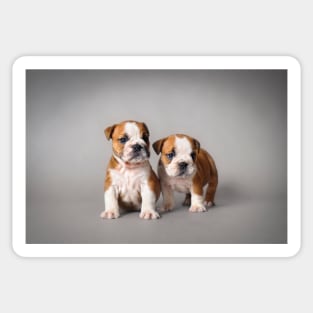 Bulldog puppies Sticker